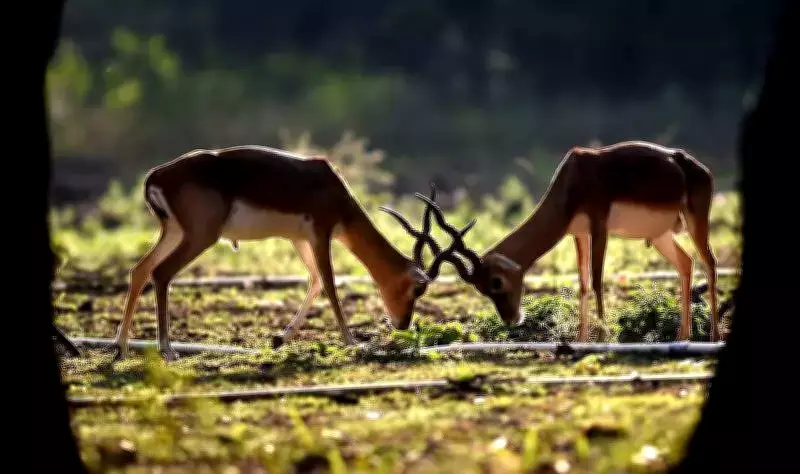 IISc Study: Humans Not Always 'Super-Scary' to Wildlife, Fear Varies by Threat