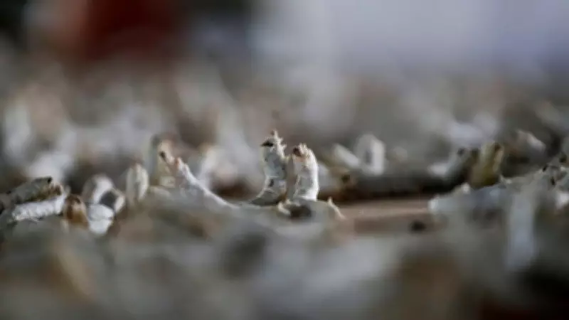 IIT Bombay Pioneers Humane Silk Production with Coal India CSR Support