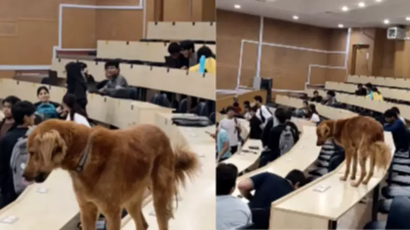 IIT Bombay's Viral 'Dogesh Bhai' Classroom Video Captivates Internet