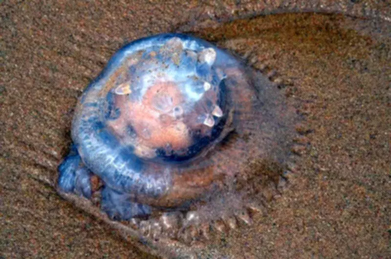 INCOIS to Launch Three New Ocean Services on Foundation Day in Hyderabad