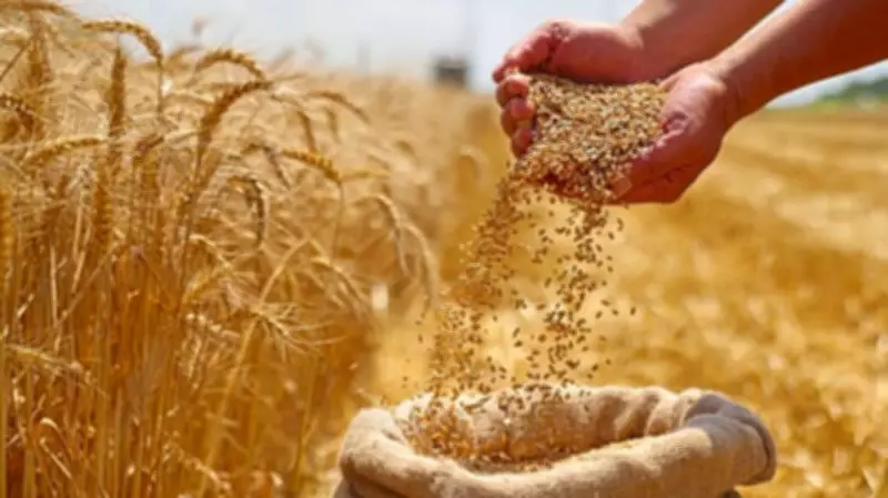India Approves 25 Lakh Metric Tonnes Wheat Export, Ensures Domestic Supply