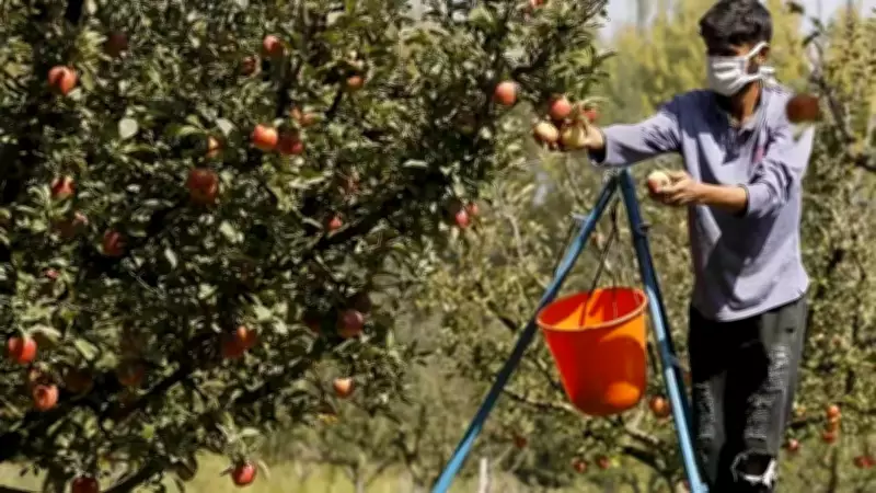 India-US Trade Deal Sparks Fears for Kashmir's Rs 10,000 Crore Apple Industry
