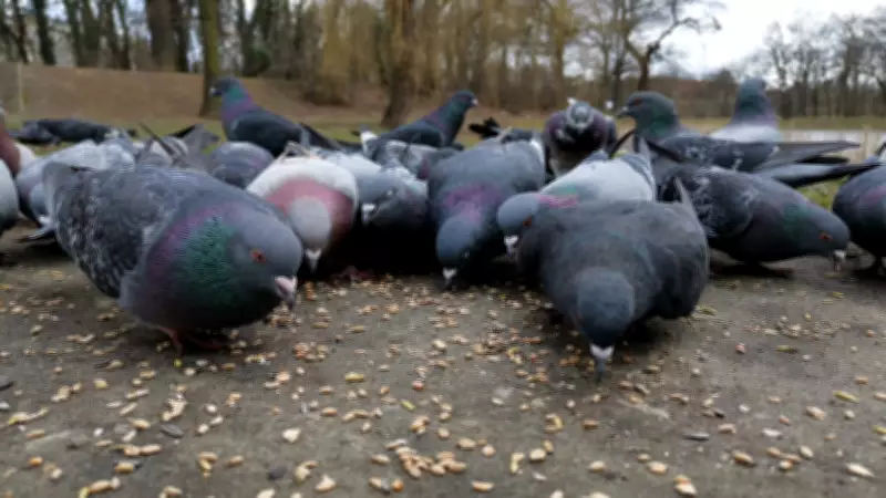 Indian-Origin Woman in Singapore Fined Rs 2.26 Lakh for Feeding Pigeons