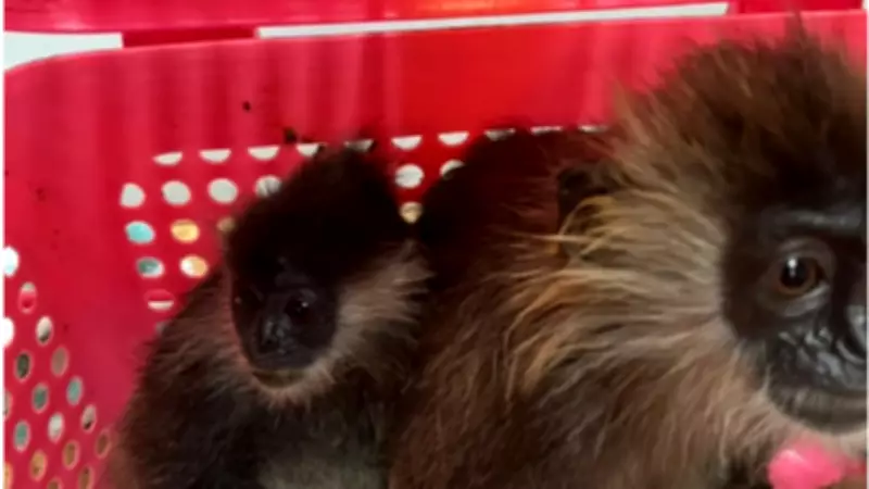 Indian Traveller Detained in Bangkok for Smuggling Endangered Monkeys