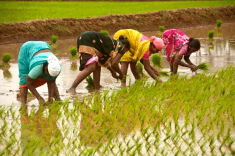 India's Agriculture Feminization: Women Lead Farms Without Recognition