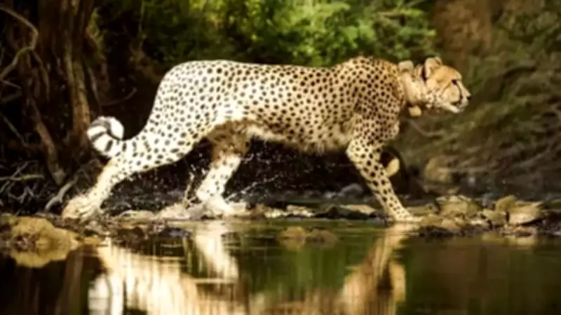 India's Cheetah Population Rises to 35 with Birth of Five New Cubs at Kuno