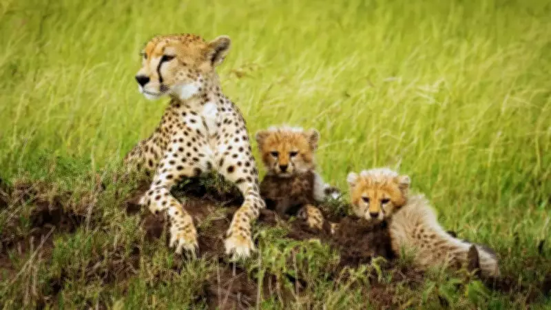 India's Cheetah Reintroduction Hits Milestone with Birth of Five Cubs at Kuno