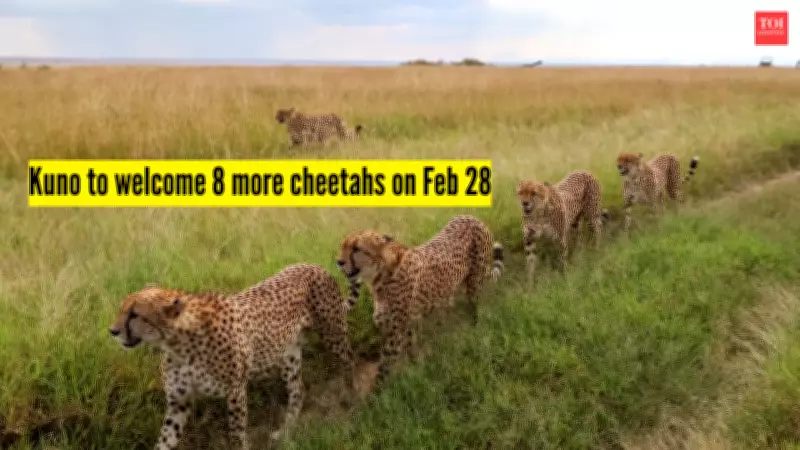 India's Cheetah Reintroduction Program Expands with Eight New Arrivals from Botswana
