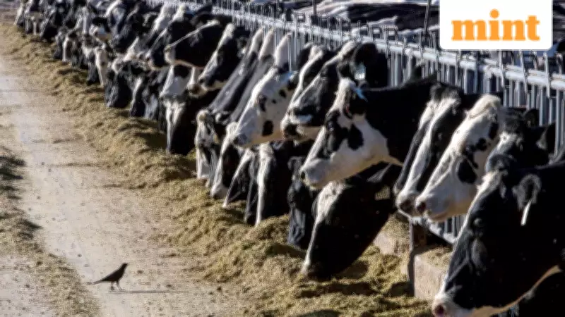 India's DDGS Import Deal with US to Cut Feed Costs, Boost Dairy Margins