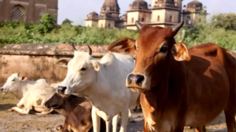 India's First Cow Culture Museum to Open in Mathura, Uttar Pradesh