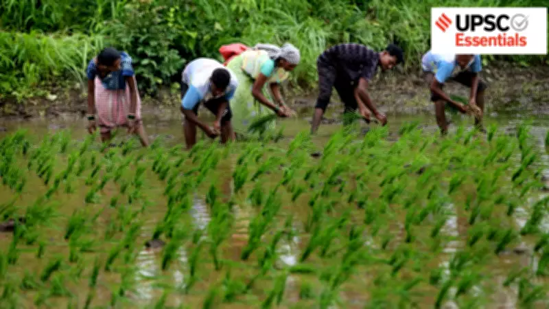 India's Rice Production Boom: Balancing Food Security with Sustainability Challenges