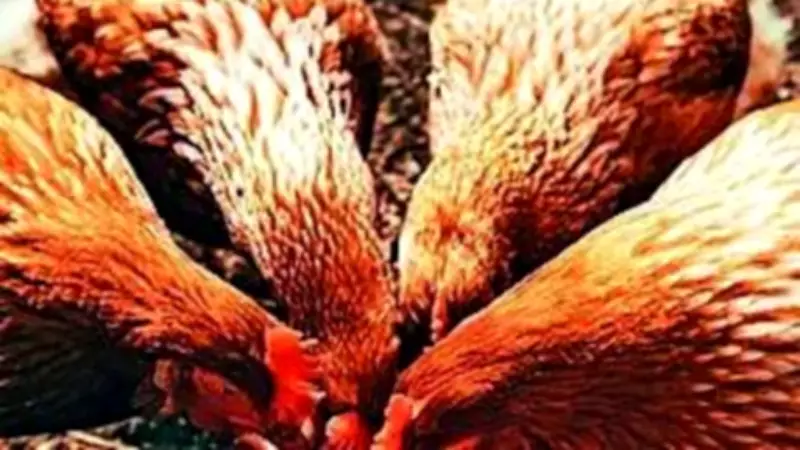 India's US Trade Deal: Animal Feed Imports Spark GM Concerns Among Farmers