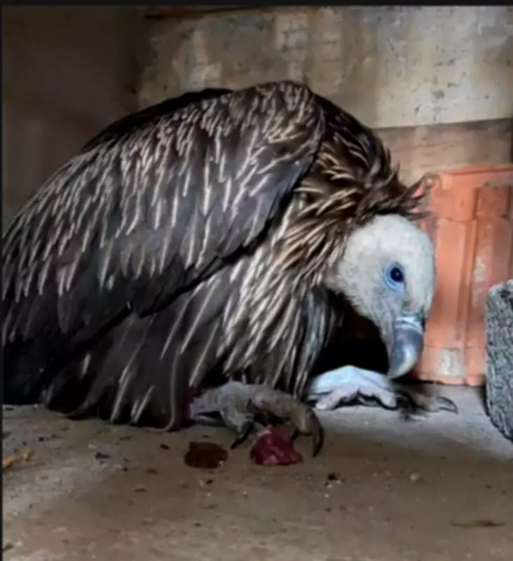 Injured Himalayan Griffon Vulture Rescued in Maharashtra, Rehabilitated in Goa