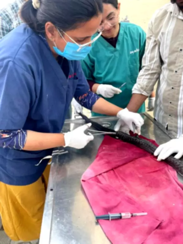 Injured King Cobra Undergoes Surgery After JCB Accident in Himachal