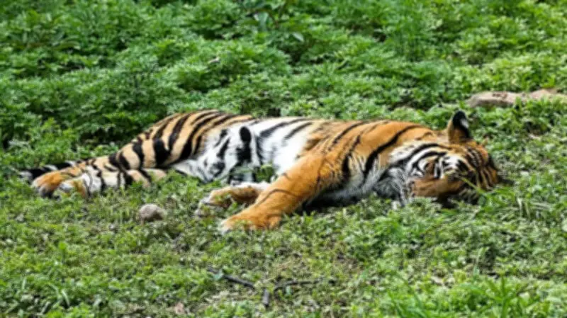 Injured Tiger Captured in Karnataka's Kodagu After Cattle Killings