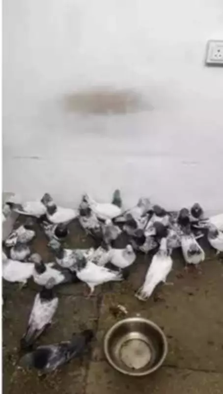 Jaipur Police Arrest Three, Rescue 42 Pigeons from Illegal Racing and Fighting Racket