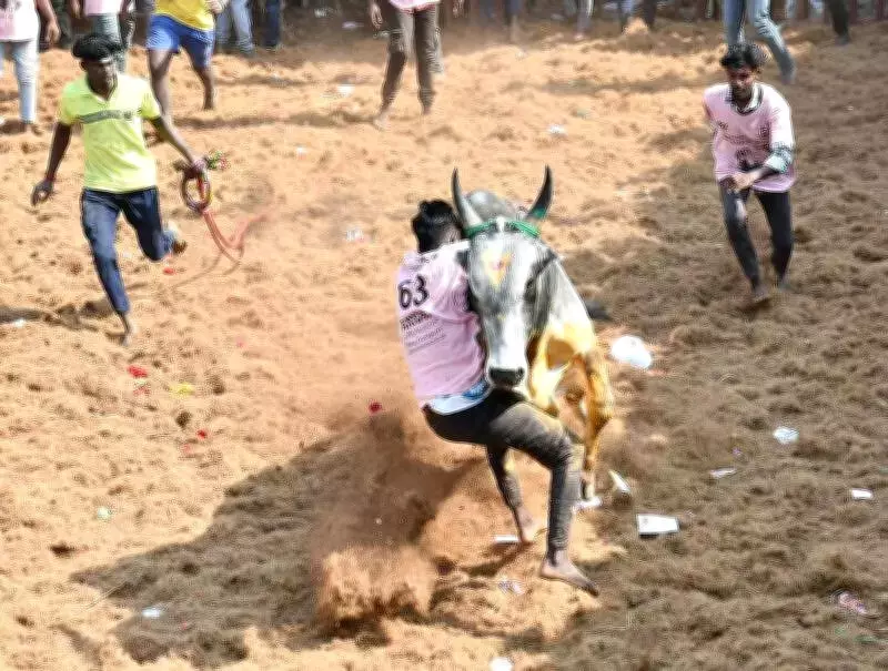 Jallikattu Tragedy: Bull Tamer Killed, Nine Injured at Dindigul Festival Event