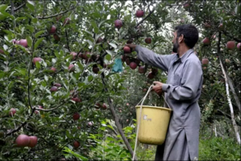Jammu & Kashmir Farmers Shift to High-Value Crops, Survey Reveals Growth