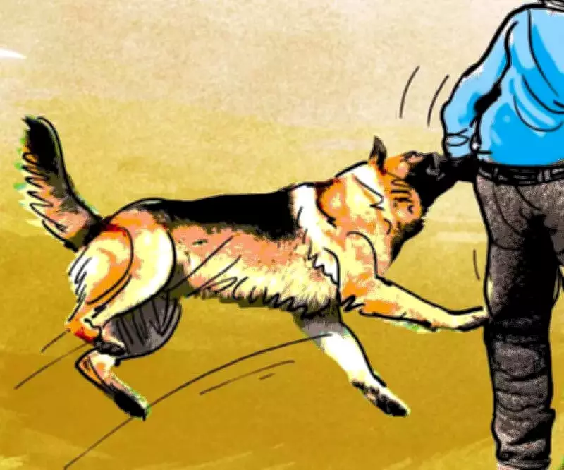 Jammu & Kashmir Reports Over 200,000 Dog Bite Cases in Two Years