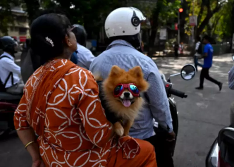 Jamshedpur and Ranchi Mandate Pet Dog Registration with Municipal Authorities