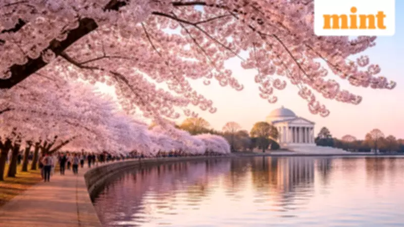Japan Cancels Iconic Cherry Blossom Festival Over Overtourism Concerns