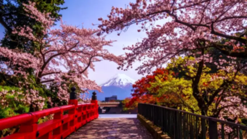 Japan's Cherry Blossom Season: A Cultural Phenomenon Beyond Beauty