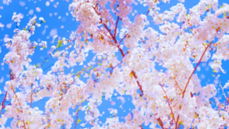 Japan's Fujiyoshida Cancels Cherry Blossom Festival Amid Overtourism Crisis