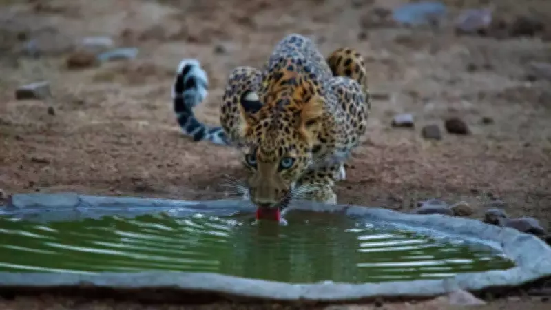 Jhalana Leopard Safari Park: An Urban Wilderness Adventure in Rajasthan