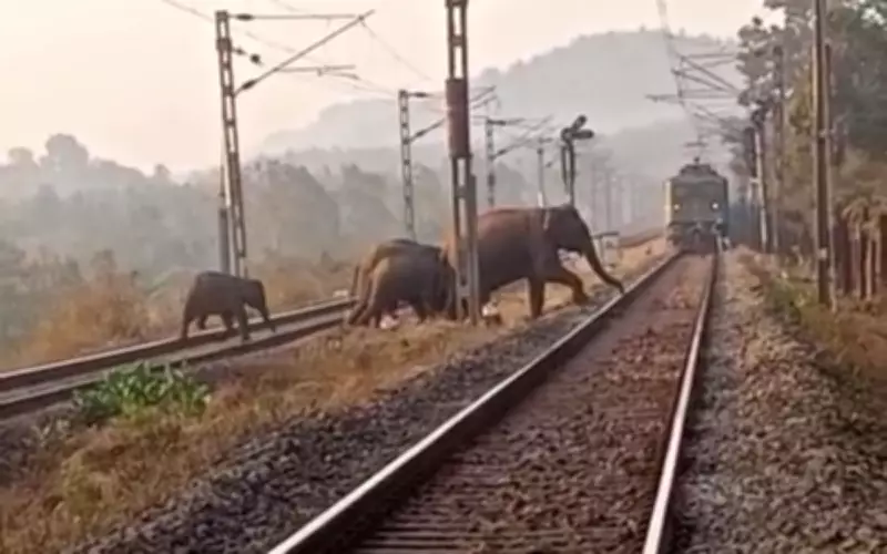 Jharkhand Association Urges Underpasses in Elephant Corridors After Train Death