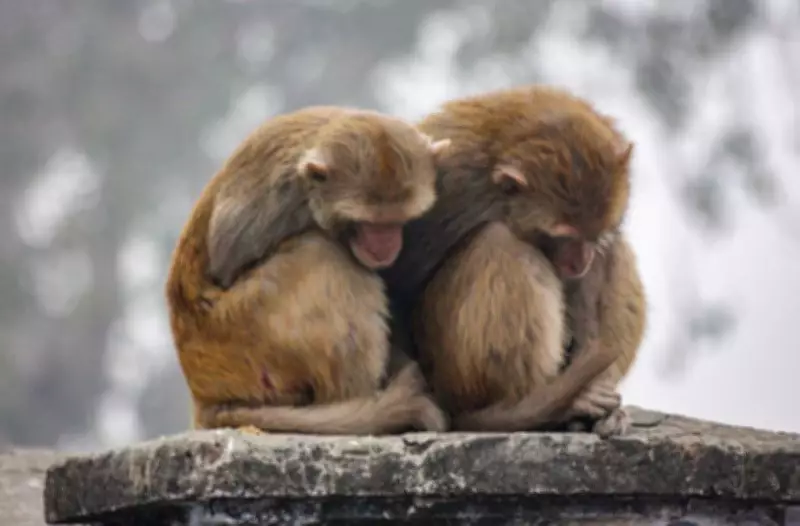 J&K Highway Workers Rescue, Feed Stranded Monkeys During Heavy Snowfall