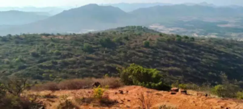 Jogimatti Wildlife Sanctuary Closed for One Month Over Wildfire Risks