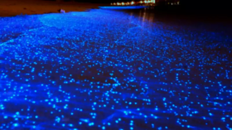 Juhu Beach Waves Glow Electric Blue: The Science of Bioluminescence