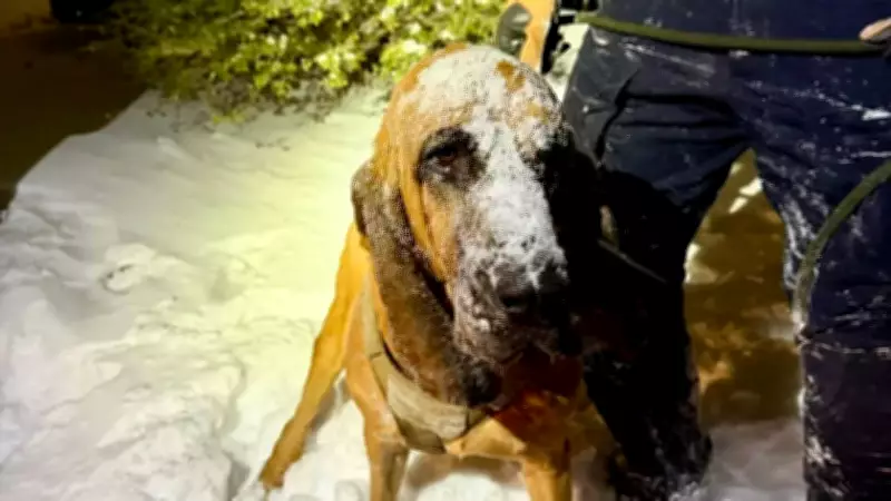 K-9 Hero Bo Rescues Special Needs Teen in North Carolina Snowstorm