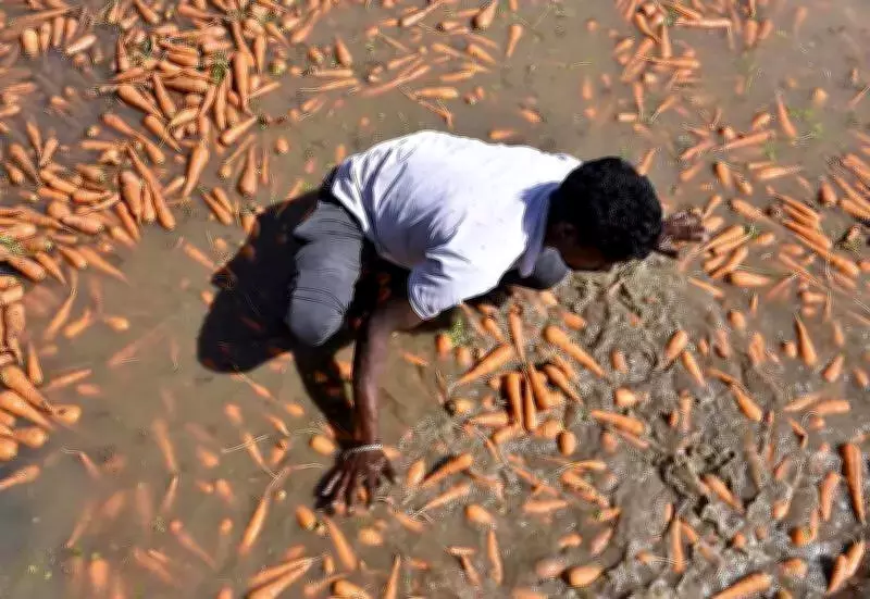 Karnataka Farmer Suicides Drop to 414 in FY25-26, Government Schemes Credited