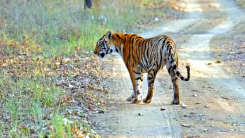 Karnataka Unveils Masterplan to Protect Eco-Sensitive Zones in Sanctuaries