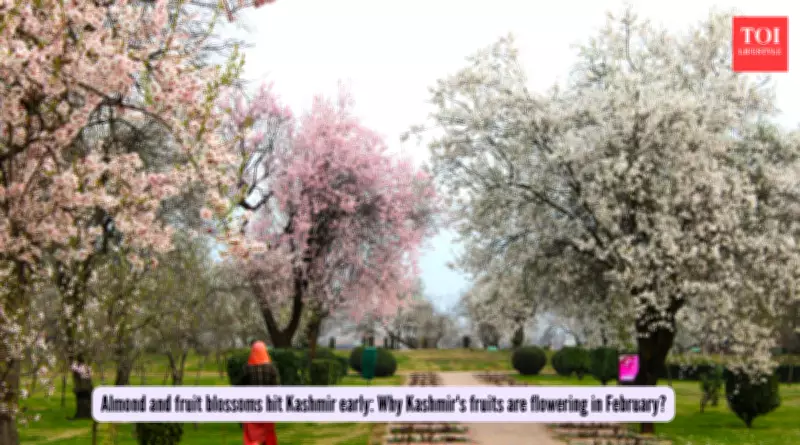 Kashmir's Almond Blossoms Bloom Weeks Early Amid Unseasonal Warm Winter