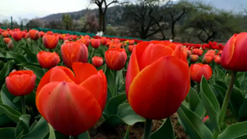 Kashmir's Winter Tulip Breakthrough: Blooming in December for First Time