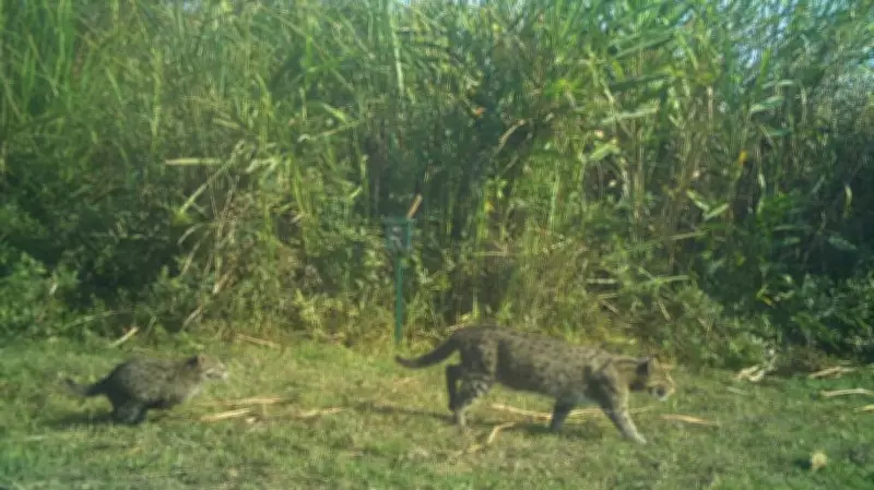 Kaziranga's First Fishing Cat Census Reveals At Least 57 Individuals