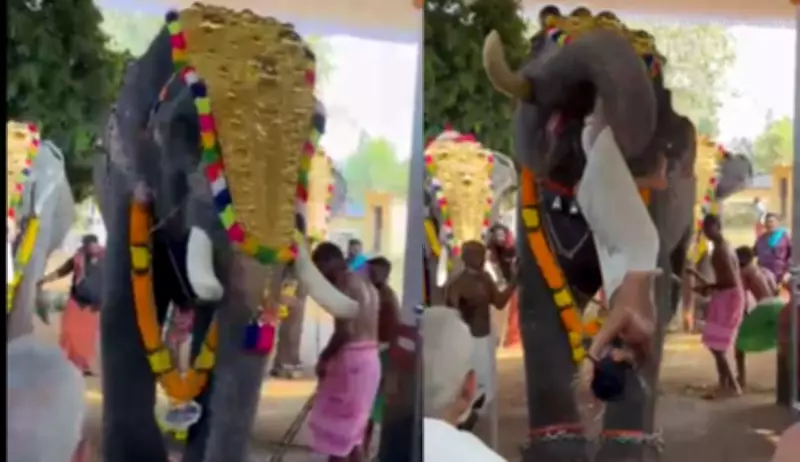 Kerala Temple Festival Chaos: Elephant Lifts and Throws Priest, Injuring Him