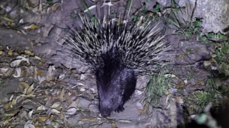 Kerala Village Panchayat President Booked for Killing Porcupine