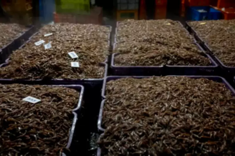 Kerala's Deep-Sea Trawling Threatens Marine Life and Livelihoods, Scientists Warn