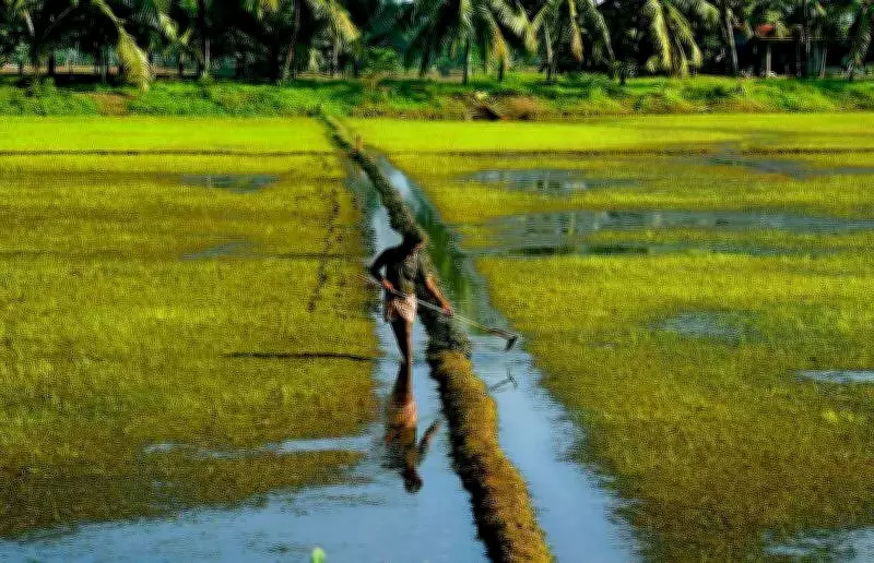 Kerala's NAWO-DHAN Scheme Aims to Revive 30,000 Hectares of Fallow Farmland