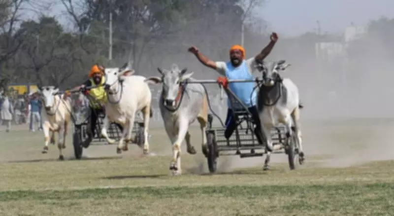 Kila Raipur Olympics 2026: Ludhiana to Host Rural Sports Extravaganza