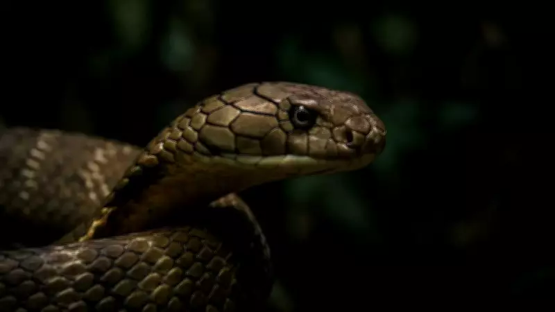 King Cobra Reclassified: Scientists Identify Four Distinct Species Across Asia
