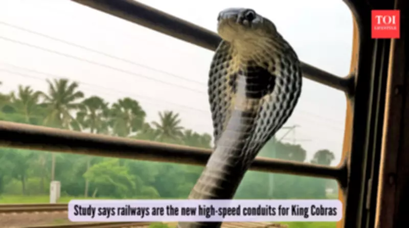 King Cobras on Trains: Goa's Railway Network Becomes Unlikely Wildlife Corridor
