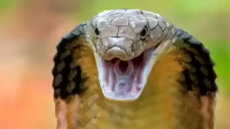 King Cobras Riding Trains: Railways Unintentionally Transporting Snakes in Goa