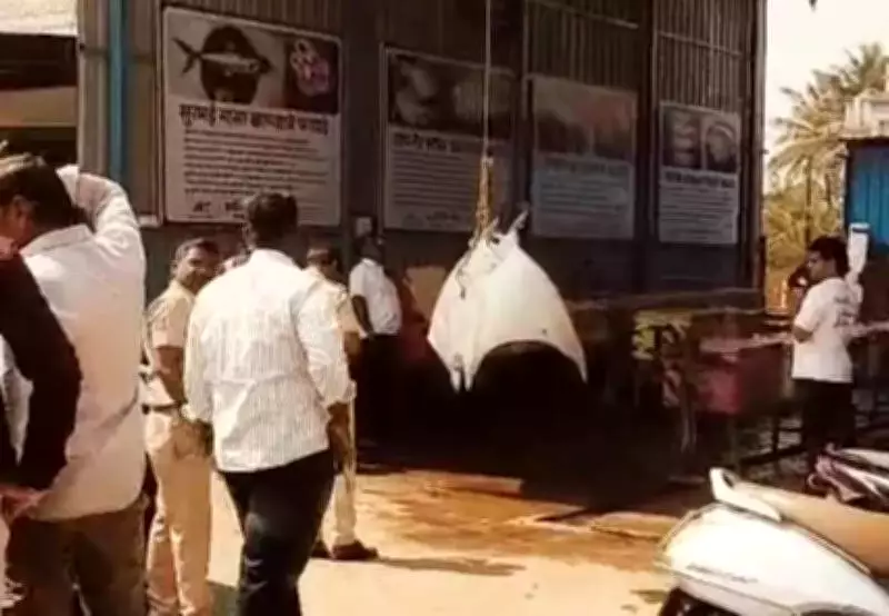Kolhapur Fish Trader Faces Wildlife Act Charges for Endangered Ray Video
