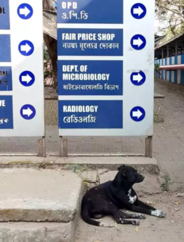Kolkata Municipal Corporation Struggles with Stray Dog Relocation Requests