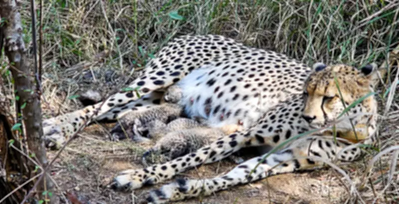 Kuno National Park Celebrates Birth of Cheetah Cubs, Boosting Project Cheetah's Success