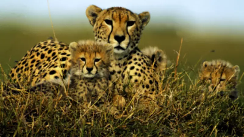 Kuno National Park's Cheetah Comeback: 38 Big Cats Thriving in Madhya Pradesh